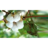 Lampa poleerimislapp 300 g | HL Autoosad